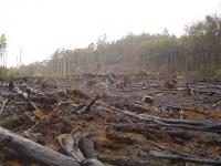 Polda Riau Segera Rampungkan Penyidikan Kasus Perambahan Hutan